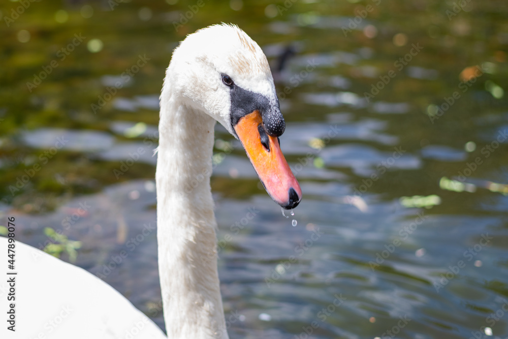 Fototapeta premium a swan couple lives by a small pond in a park with their two offspring