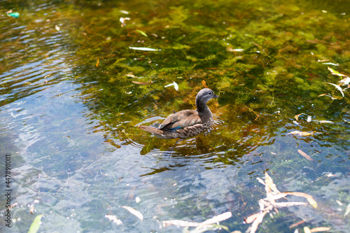 some ducks live by a small pond with their chicks
