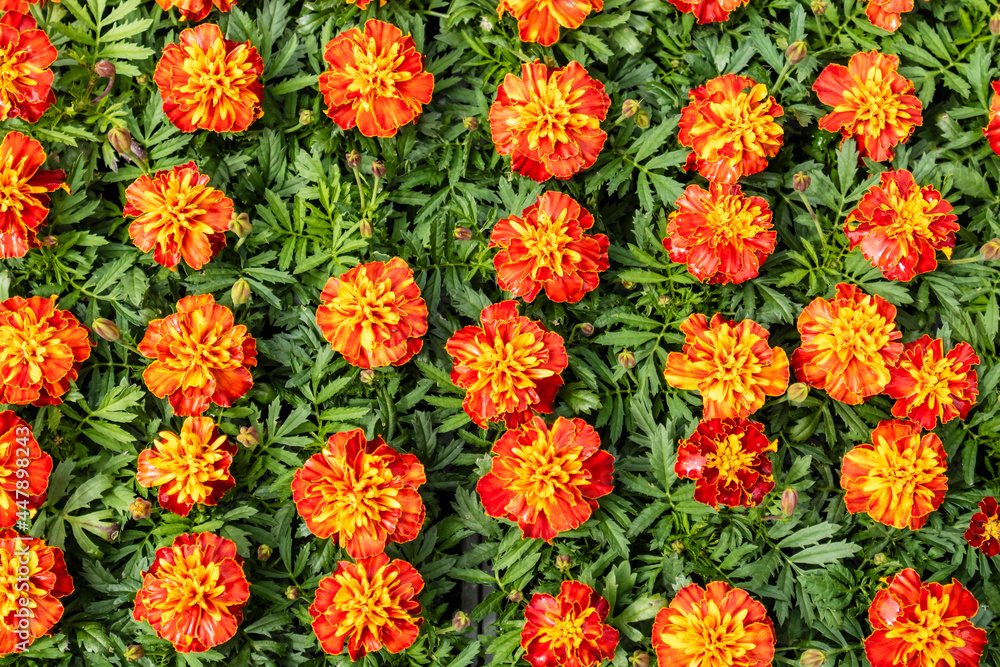 Background of orange flowering Marigold plants.