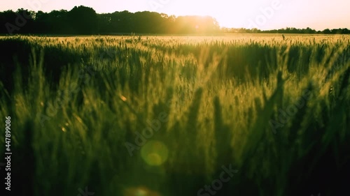4K clip of wheat or barley field blowing in the wind at sunset or sunrise