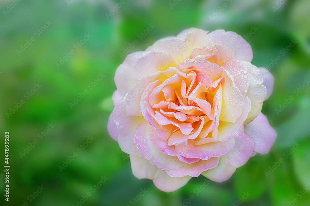 Pink rose in dew on a blurred green background, copy space. Freshness and purity concept. Gloria Dei or Sutter’s Gold variety. Pink rose in dew on a blurred green background, copy space. Freshness and purity concept. Gloria Dei or Sutter’s Gold variety.