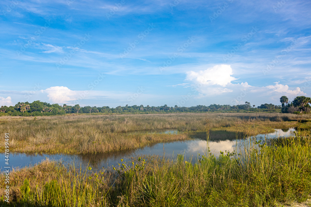 Florida marshland
