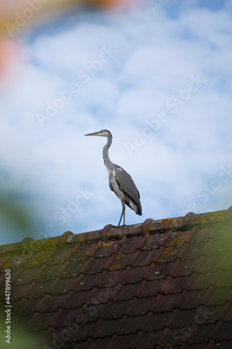 heron