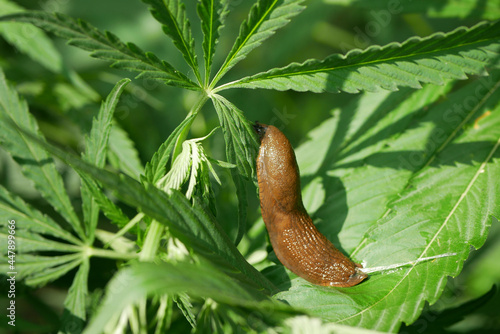 Spanish slug pest Arion vulgaris snail parasitizes on cannabis hemp detail close-up leaves green leaf Cannabis sativa vegetables or cabbage lettuce moving in the garden, eating ripe plant crops