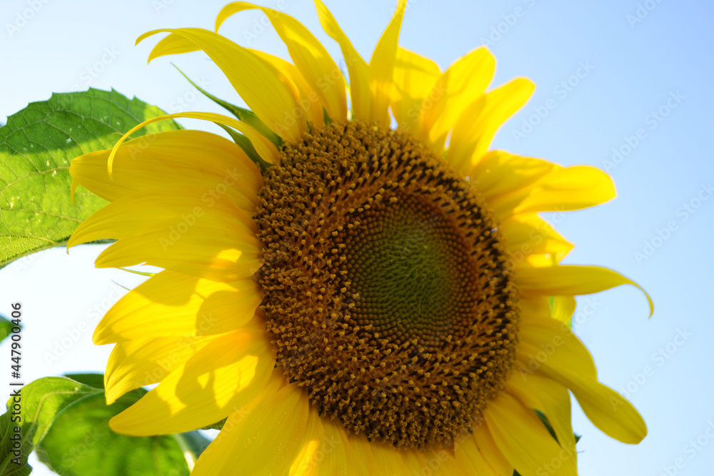 Obraz premium sunflower on a blue background