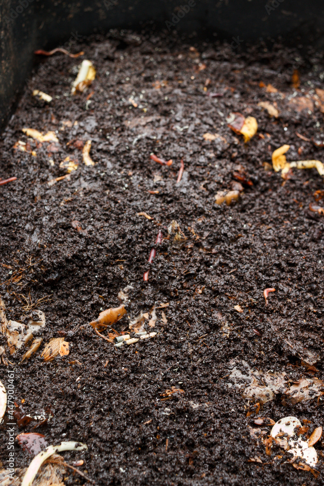 The compost heap had been maturing for a year. Opening it up revealed writhing bunches of earthworms -- the key to soil fertility and soil structure. The compost heap had been maturing for a year. Opening it up revealed writhing bunches of earthworms -- the key to soil fertility and soil structure.