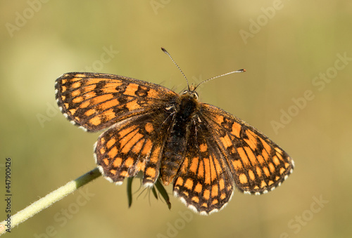 Heath Fritillary