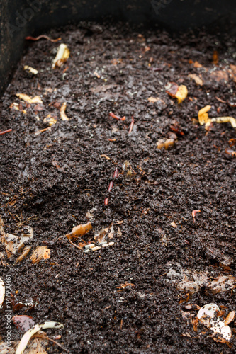 Wallpaper Mural The compost heap had been maturing for a year. Opening it up revealed writhing bunches of earthworms -- the key to soil fertility and soil structure. Torontodigital.ca