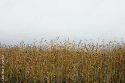 grass in the wind