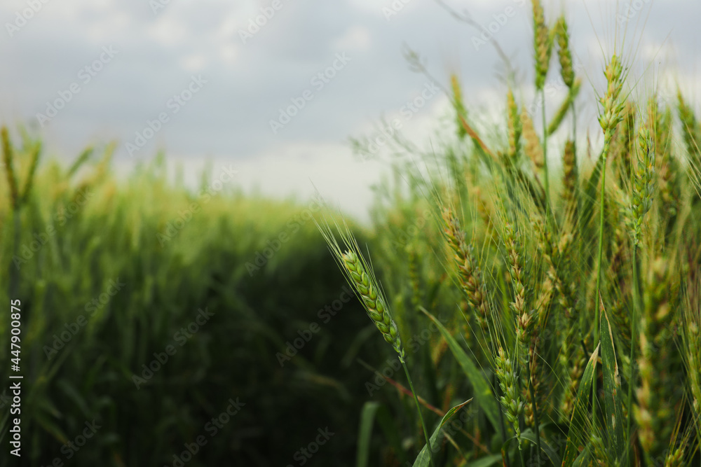 Beautiful wheat growing in field, closeup. Space for text