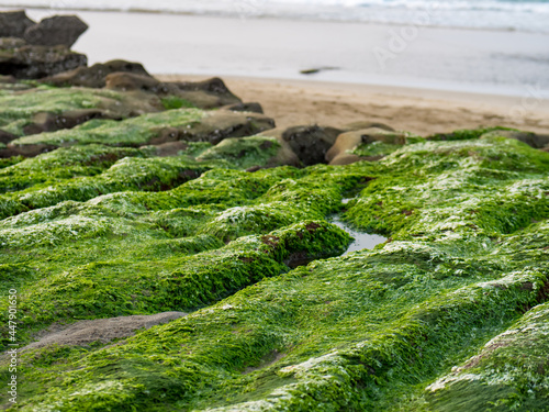 View of Laomei Green Reef (Stone troughs) at New Taipei City. Green algae on the sea groove (Sea erosion ditch) only in April and May.