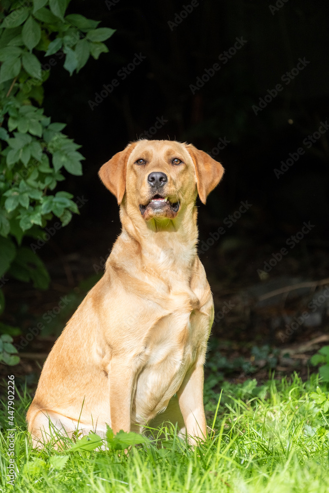 Close up image of golden brown labrador retriever, sitting on green grass in a park or garden, looking up, dog collar, lit by sun, blurry background, vertical image. High quality photo Close up image of golden brown labrador retriever, sitting on green grass in a park or garden, looking up, dog collar, lit by sun, blurry background, vertical image. High quality photo