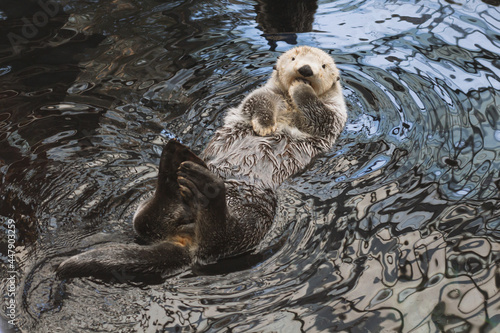 A sea otter kalan swims in the water on its back and washes
