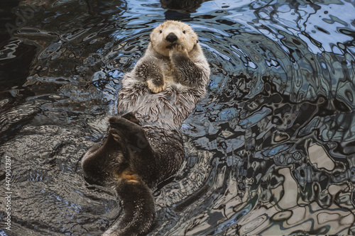 A sea otter kalan swims in the water on its back and washes