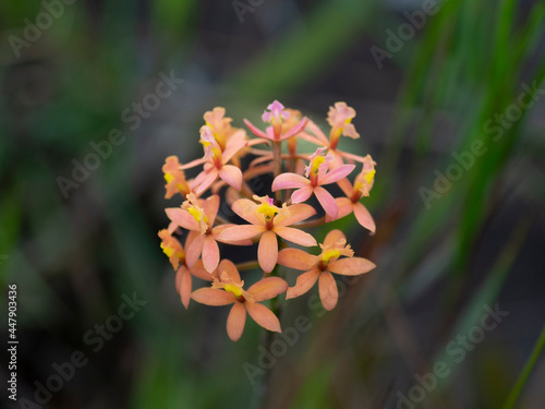 2021 - Orange Orchid photo