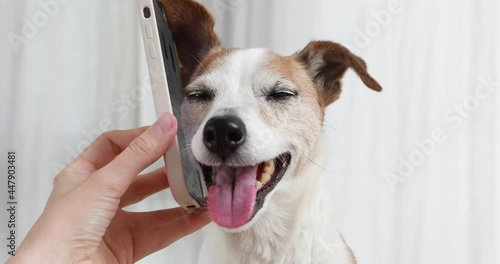 Portrait cute dog jack russell terrier with ear listening to smartphone with owner and smiling white background close-up