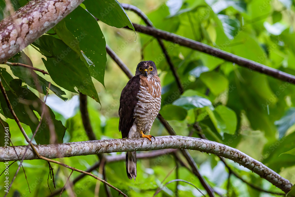 Male crested goshawk perched on a branch in the jungle
Male crested goshawk perched on a branch in the jungle