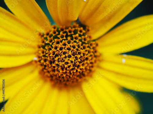 Banner macro photography wild yellow flower close-up  selective focus