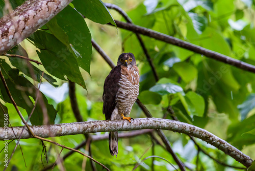Male crested goshawk perched on a branch in the jungle 