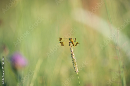 Dragon-fly on a grass spike © Oksana