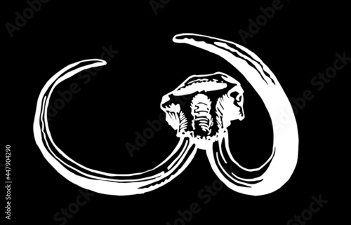 Graphical hand-drawn skull of mammoth isolated on black background, vector paleontological element