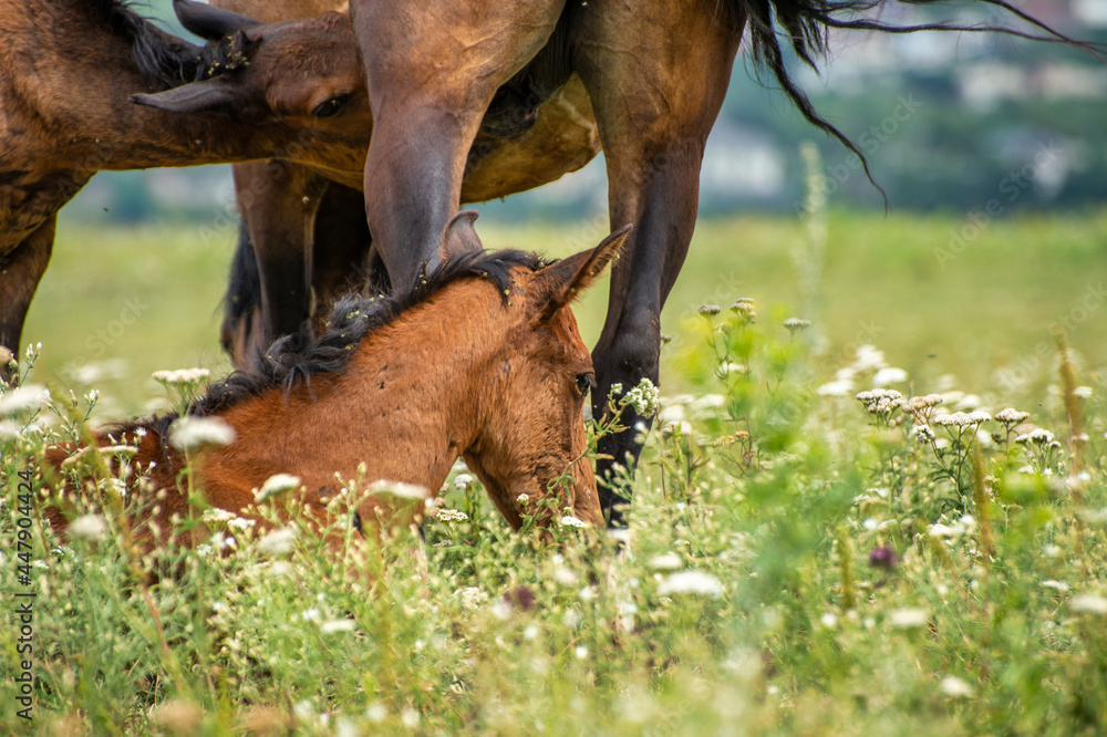 Naklejka premium horse and foal
