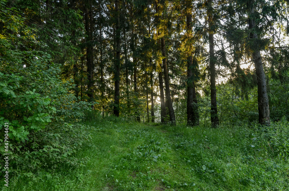 Obraz premium green path in summer forest