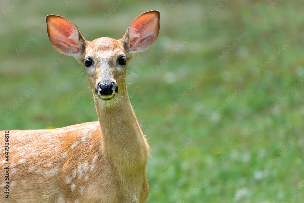 A White-Tailed Deer fawn standing in the grass looking at the camera. There is room for copy space. White-tailed deer are born from April to July and are often left alone while the mother feeds. A White-Tailed Deer fawn standing in the grass looking at the camera. There is room for copy space. White-tailed deer are born from April to July and are often left alone while the mother feeds.