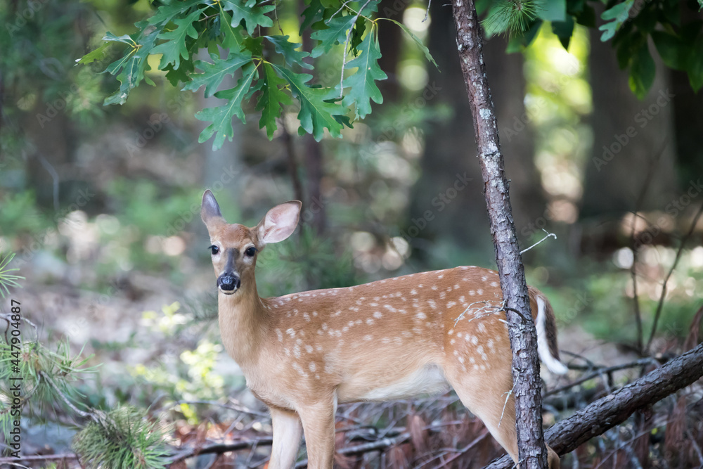 A White Tailed Deer fawn stands in the sun in the grass. Fawns are born from April to July each year and are born with spots that fade as they mature. A White Tailed Deer fawn stands in the sun in the grass. Fawns are born from April to July each year and are born with spots that fade as they mature.