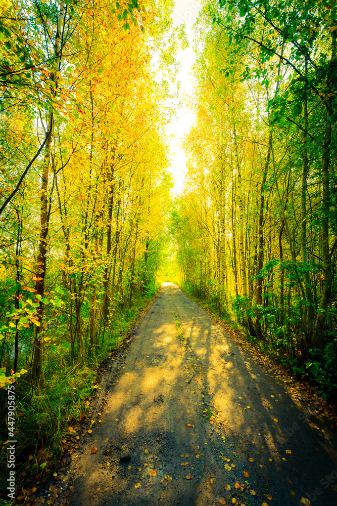 Naklejka premium Suburban dirt road passing through an autumn forest, the sun shines through the crowns of trees. View from the road level