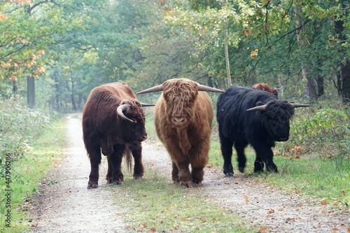 A group of highland cattles in the forest.