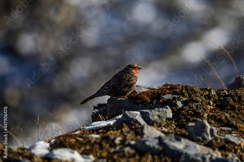 Rosefinch sitting on rock in mountains photo