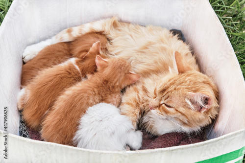 Cat feeding kittens © IrinaK