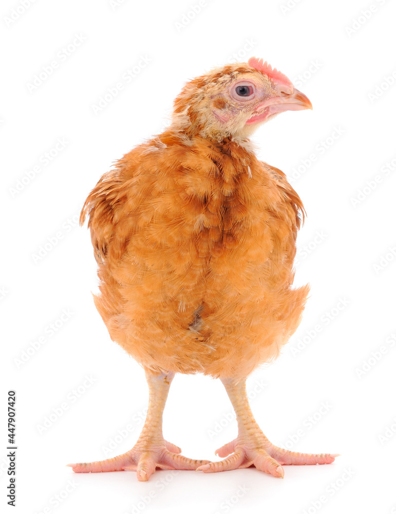 Fototapeta premium Brown hen isolated.