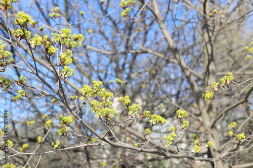 Green ash tree branch and blue sky. Springtime, closeup, copy space.