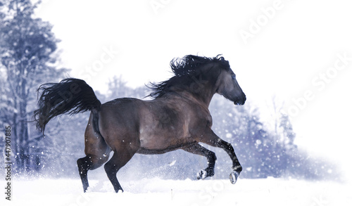 Pferde im Winter © Sandra