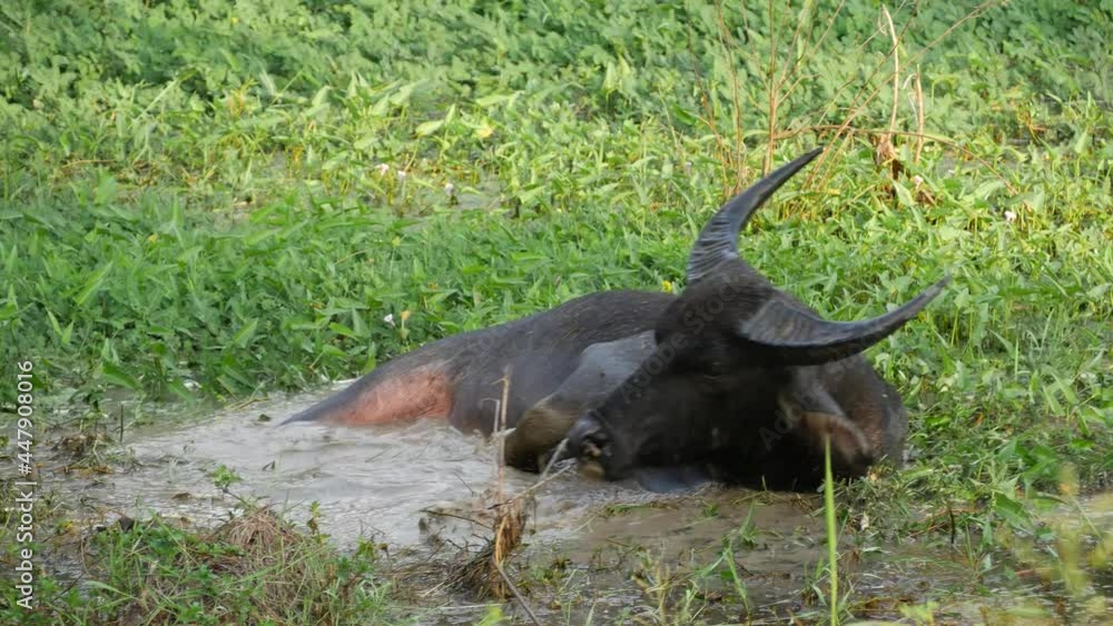 Thai bull swimming in the meadow Thai bull swimming in the meadow