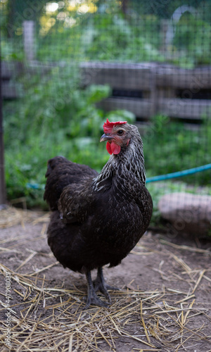 Hen on a farm