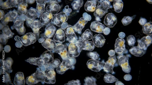Colony of Rotifera Synchaeta sp. under a microscope, class Monogonta,. Salty marine organism, has a cosmopolitan distribution. Sample found in the Barents Sea photo