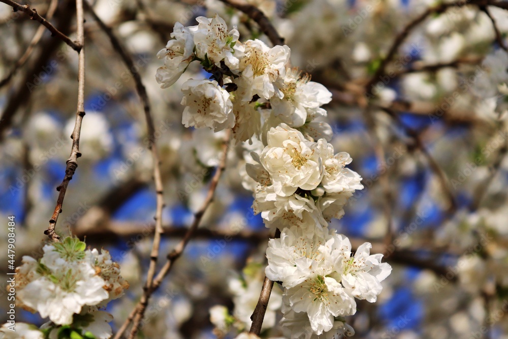 Obraz premium cherry blossom in spring