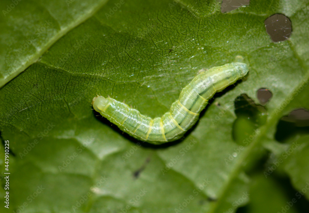 Die Raupe einer mutlichen Trapezeule an einerm Busch. Das sind Mordraupen die auch andere Raupen verzehren. Die Raupe einer mutlichen Trapezeule an einerm Busch. Das sind Mordraupen die auch andere Raupen verzehren.