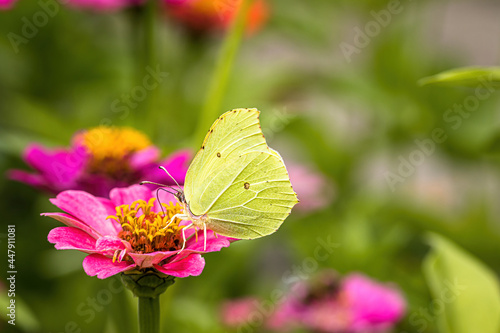 a brimstone butterfly on a flower © Uwe