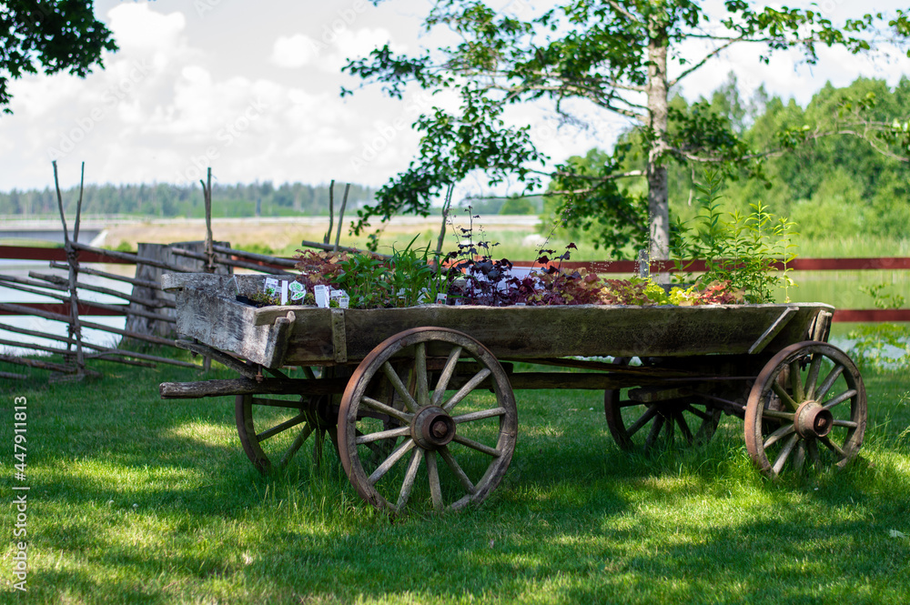Historic old Swedish cart with flowers