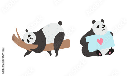Panda Bear with Black-and-white Coat and Rotund Body Holding Card and Lying on Tree Branch Vector Set