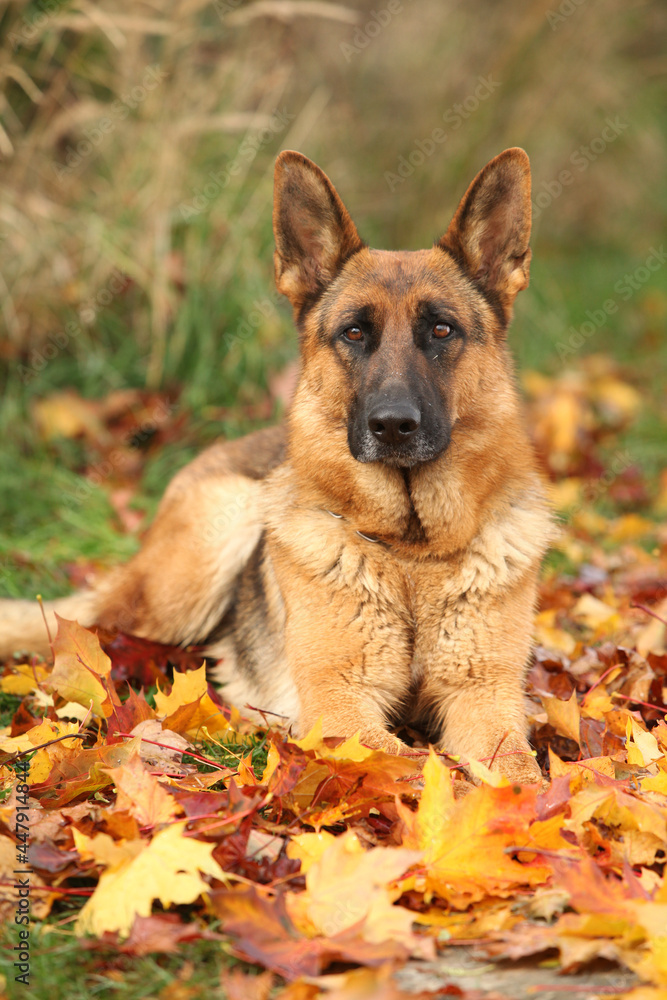 Nice German Shepherd in autumn Nice German Shepherd in autumn