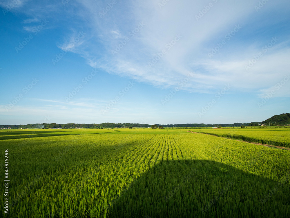 green field and blue sky