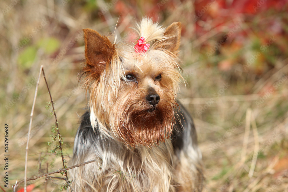 Adorable Yorkshire Terrier in autumn Adorable Yorkshire Terrier in autumn