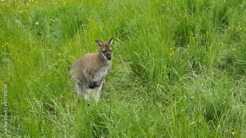 Kangaroo sitting in the grass in the park. photo