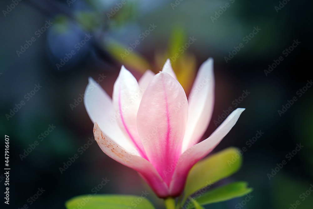 Beautiful magnolia tree Beautiful magnolia tree