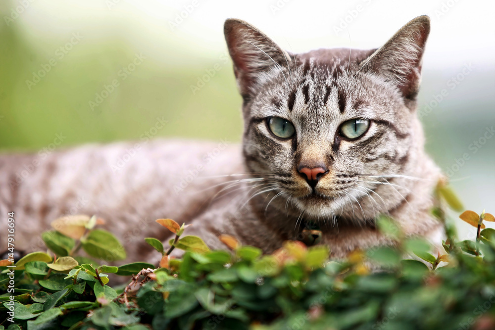 Lovely gray cat sitting at outdoor